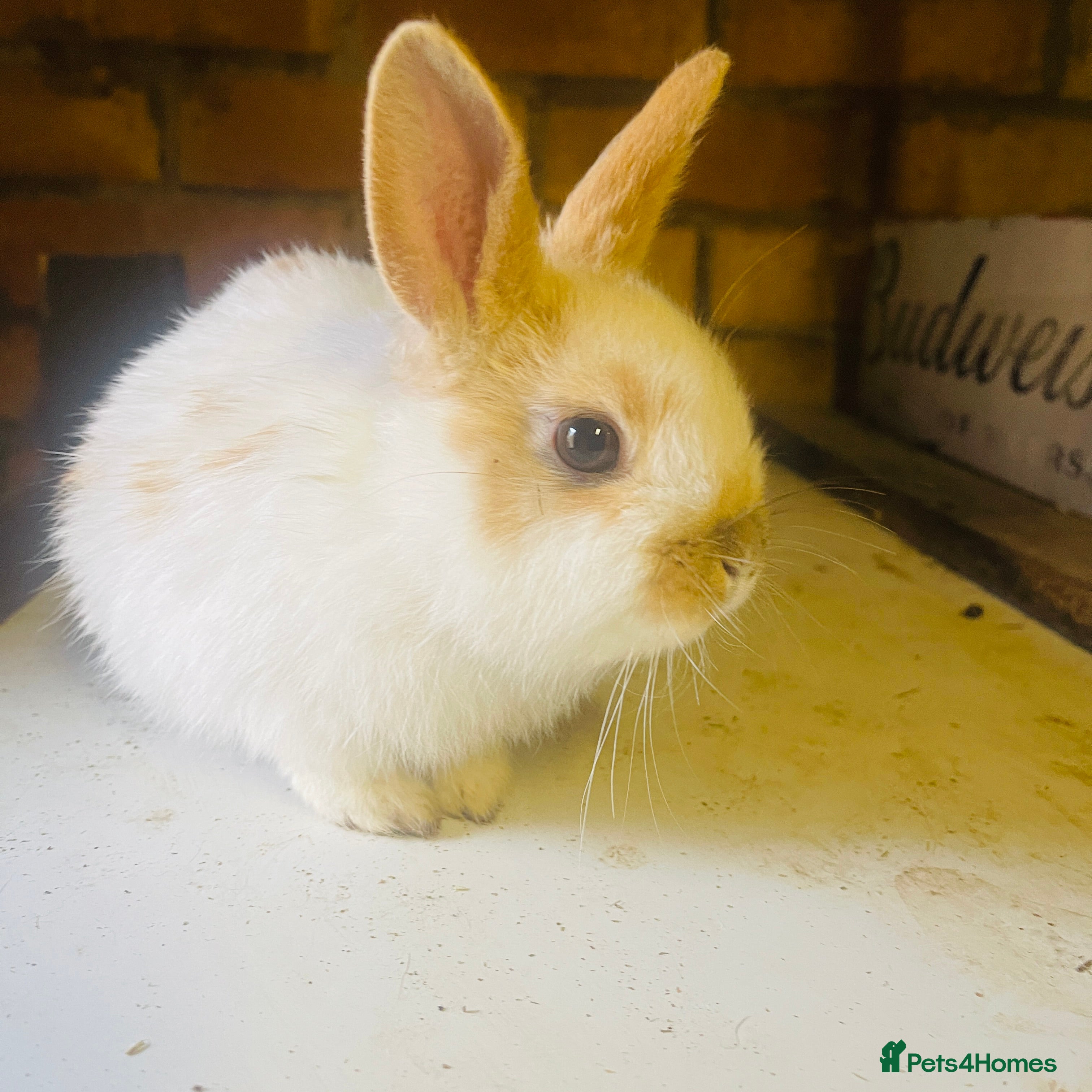 Netherland Dwarf rabbits Male netherland dwarf - Advert 1