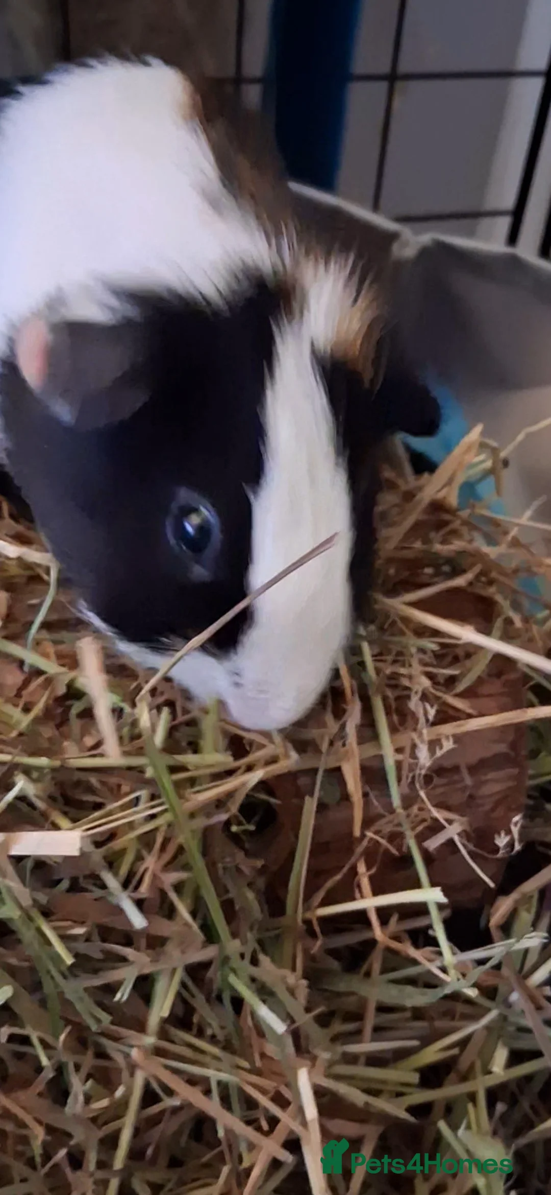 Guinea Pig rodents for sale: 2 Guinea pigs with cage  - Advert 2