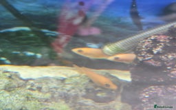 Cichlids fish for sale: African cichlids babies  - Image 5