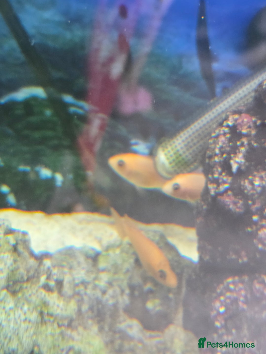 Cichlids fish for sale: African cichlids babies  - Image 5