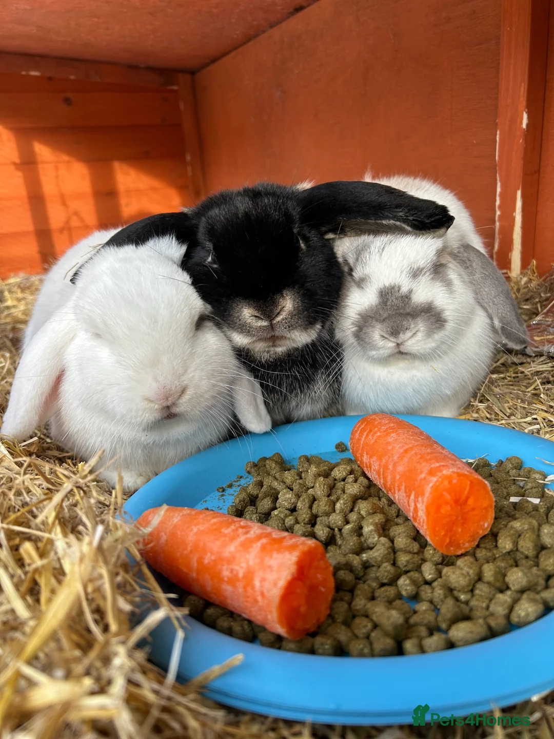 Mini Lop rabbits for sale: 3 female rabbits for sale  - Advert 2