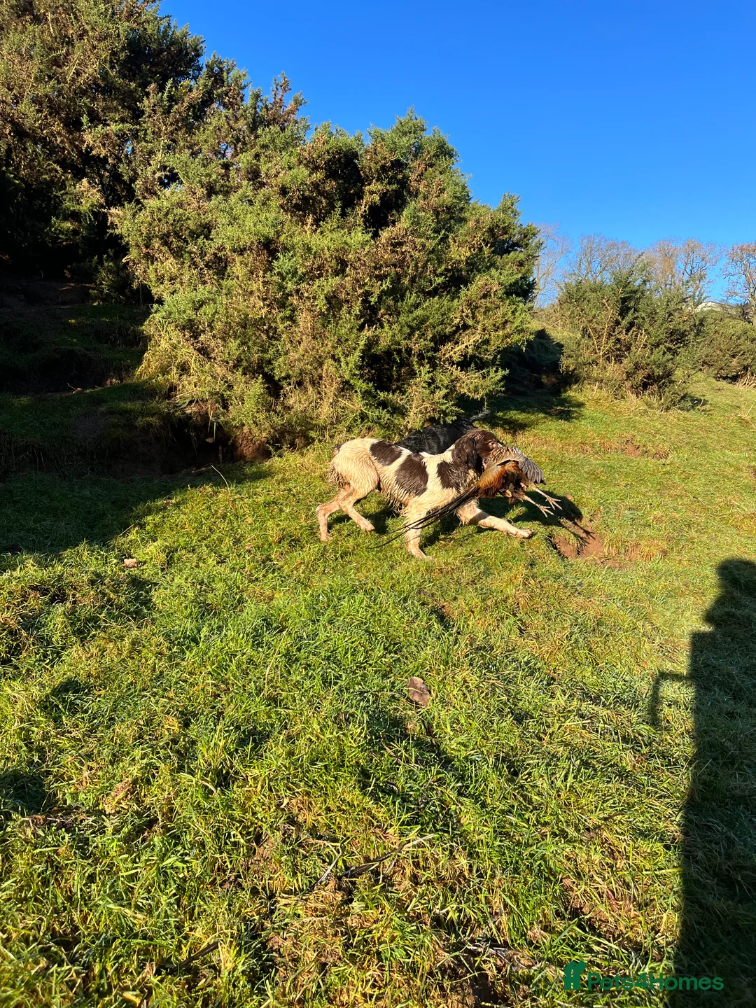 English Springer Spaniel dogs for stud: Health tested, proven working springer spaniel  in Northallerton - Advert 7