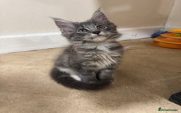 Maine Coon cats for sale: Beautiful GCCF kittens various colours - Image 35
