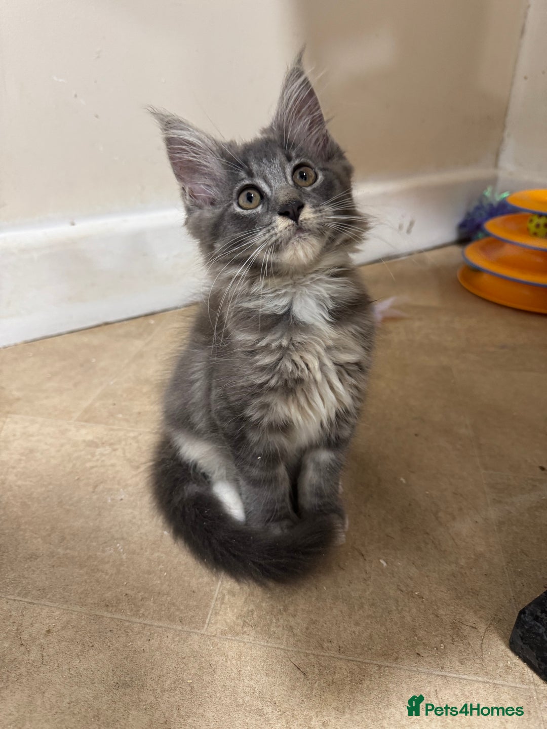 Maine Coon cats for sale: Beautiful GCCF kittens various colours - Image 35