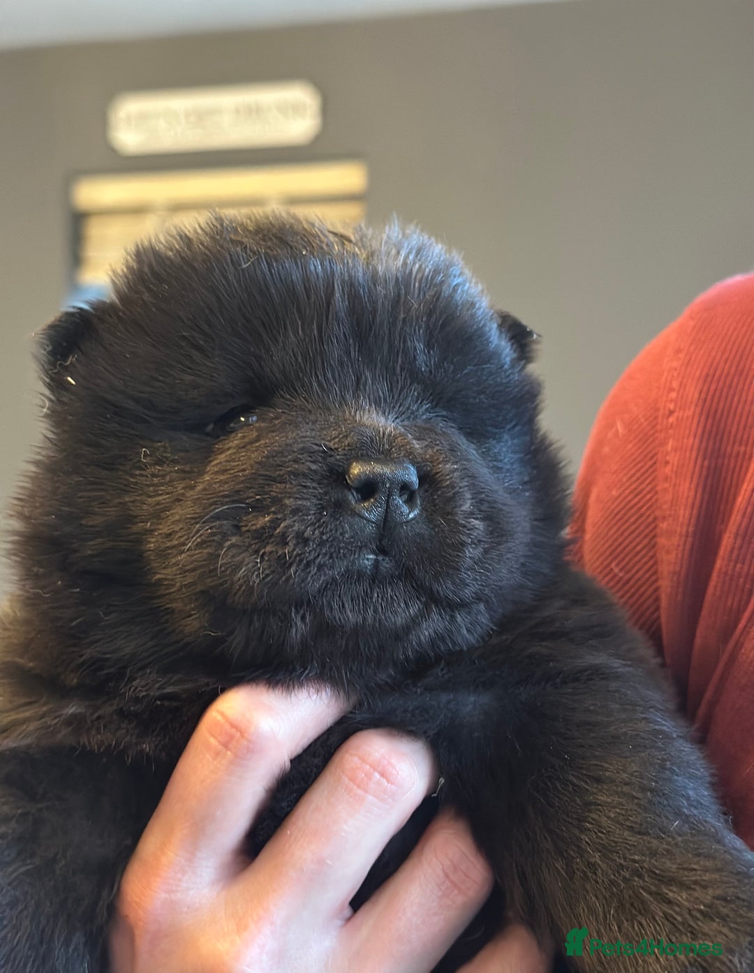 Chow Chow dogs for sale: KC reg chow chows  - Advert 18