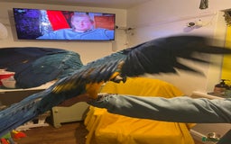 Macaws birds for sale: Baby hand reared macaw - Advert 9