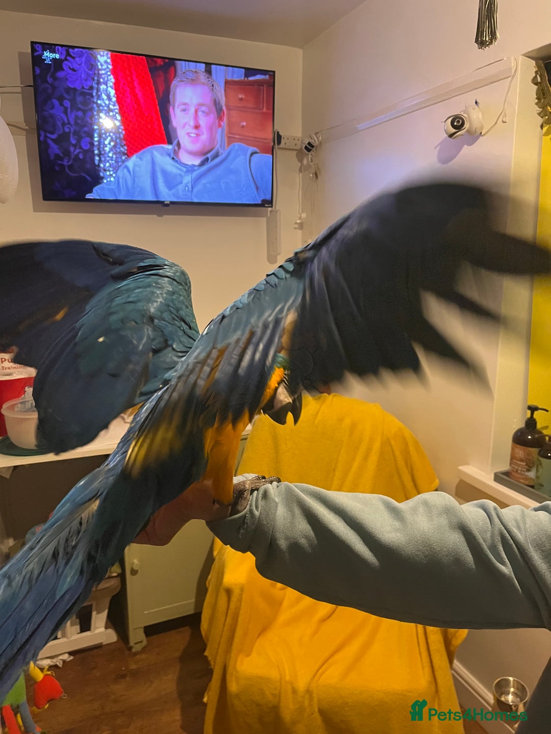 Macaws birds for sale: Baby hand reared macaw - Advert 9