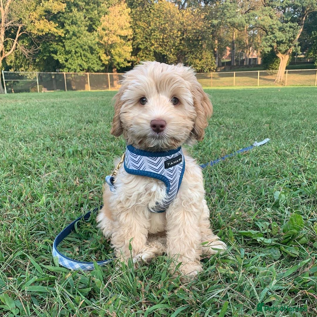 Australian Labradoodle dogs for sale: Rehoming Simba A gorgeous Aussie Labradoodle  - Image 4
