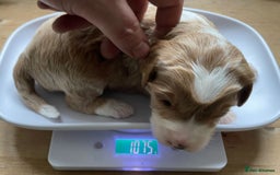 Labradoodle dogs for sale: Labradoodles for Sale! - Image 19