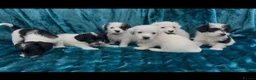 Jackapoo dogs for sale: Jackpoo puppies  - Advert 2