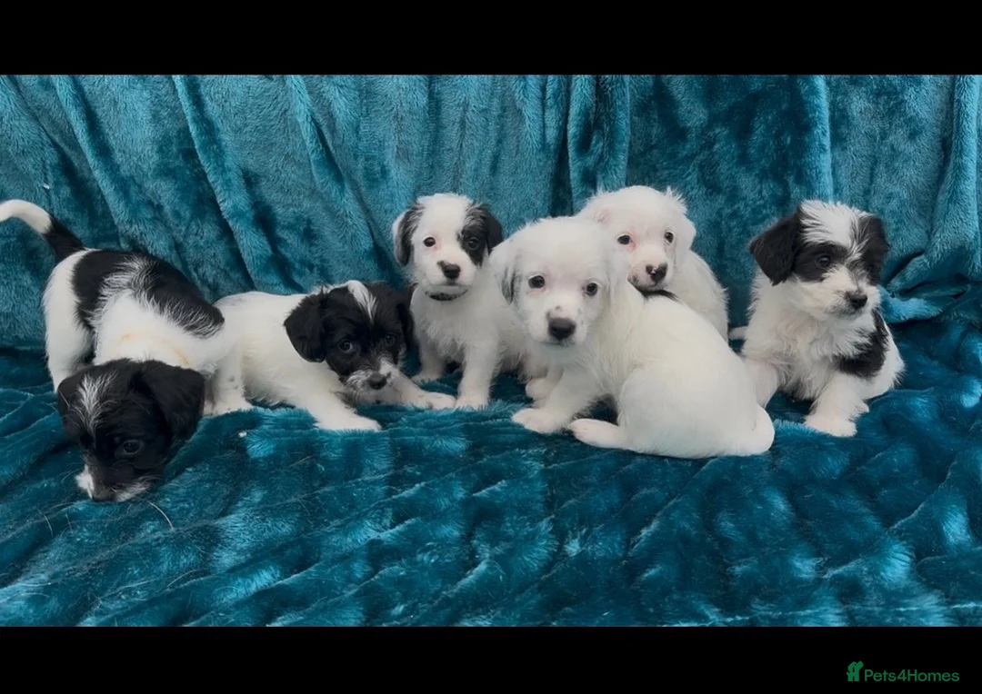 Jackapoo dogs for sale: Jackpoo puppies  - Advert 2