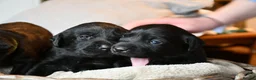 Labrador Retriever dogs for sale: Gorgeous kc registered Labrador puppies in Fakenham - Advert 3