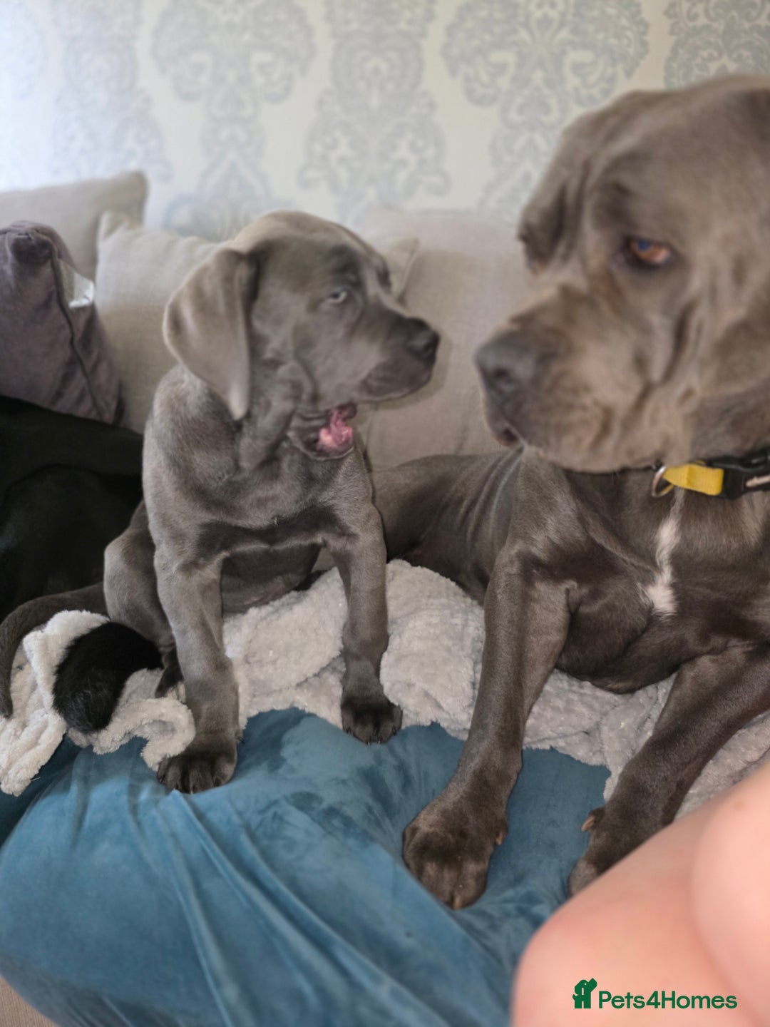 Cane Corso dogs for sale: Cane corso puppies  - Image 10