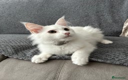 Maine Coon cats for sale: Pedigree TICA Reg Mine coon kittens  - Image 3
