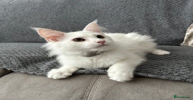 Maine Coon cats - Advert 2
