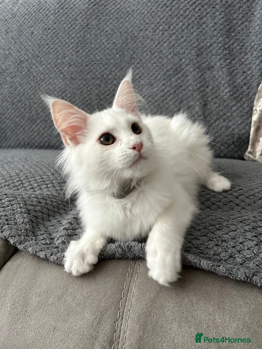 Maine Coon cats for sale: Pedigree TICA Reg Mine coon kittens  - Image 3