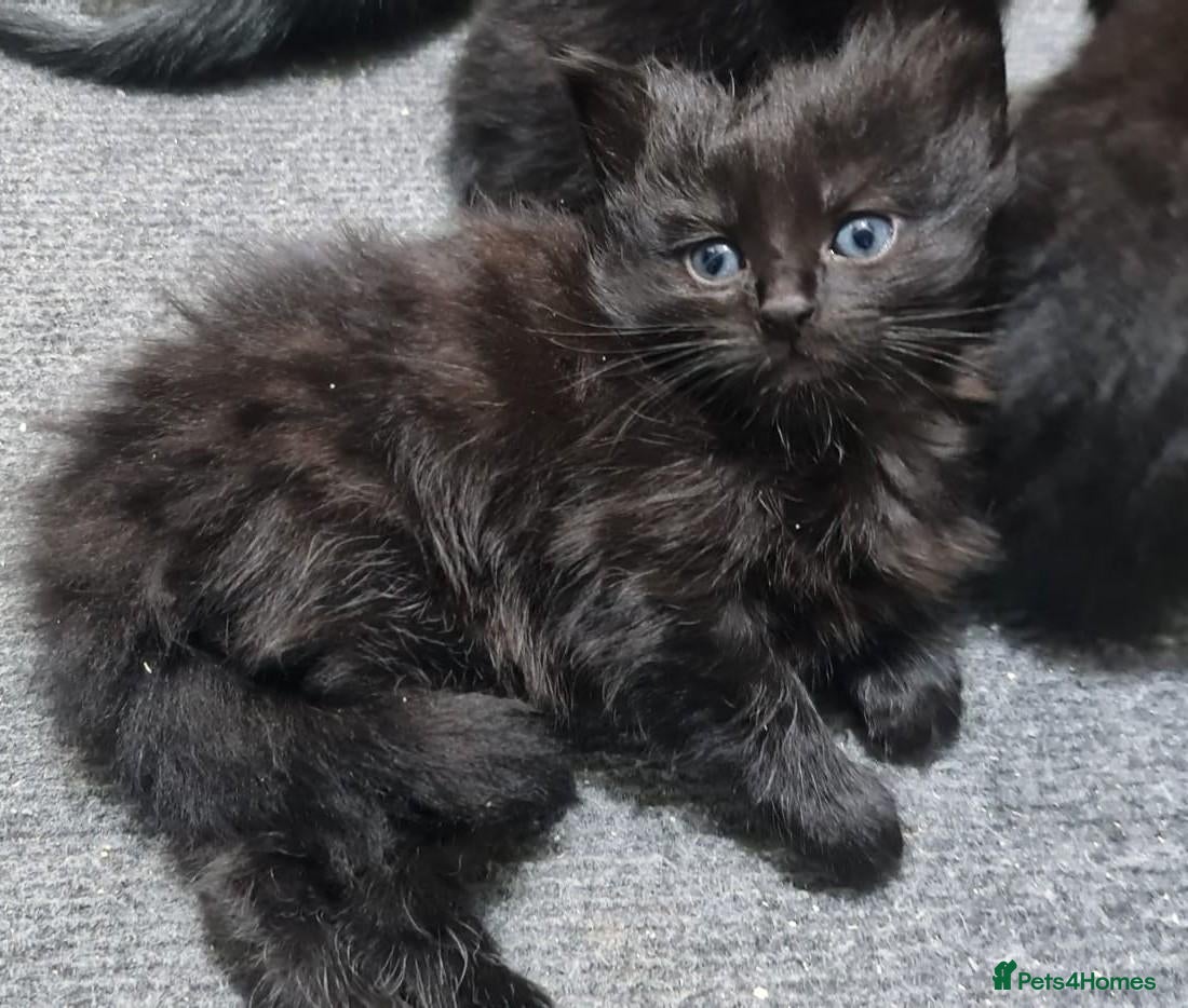 British Shorthair cats A beautiful litter of 4 kittens - Advert 11