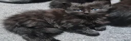 Mixed Breed cats for sale: A beautiful litter of 4 kittens - Advert 1
