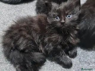 British Shorthair cats A beautiful litter of 4 kittens - Advert 1