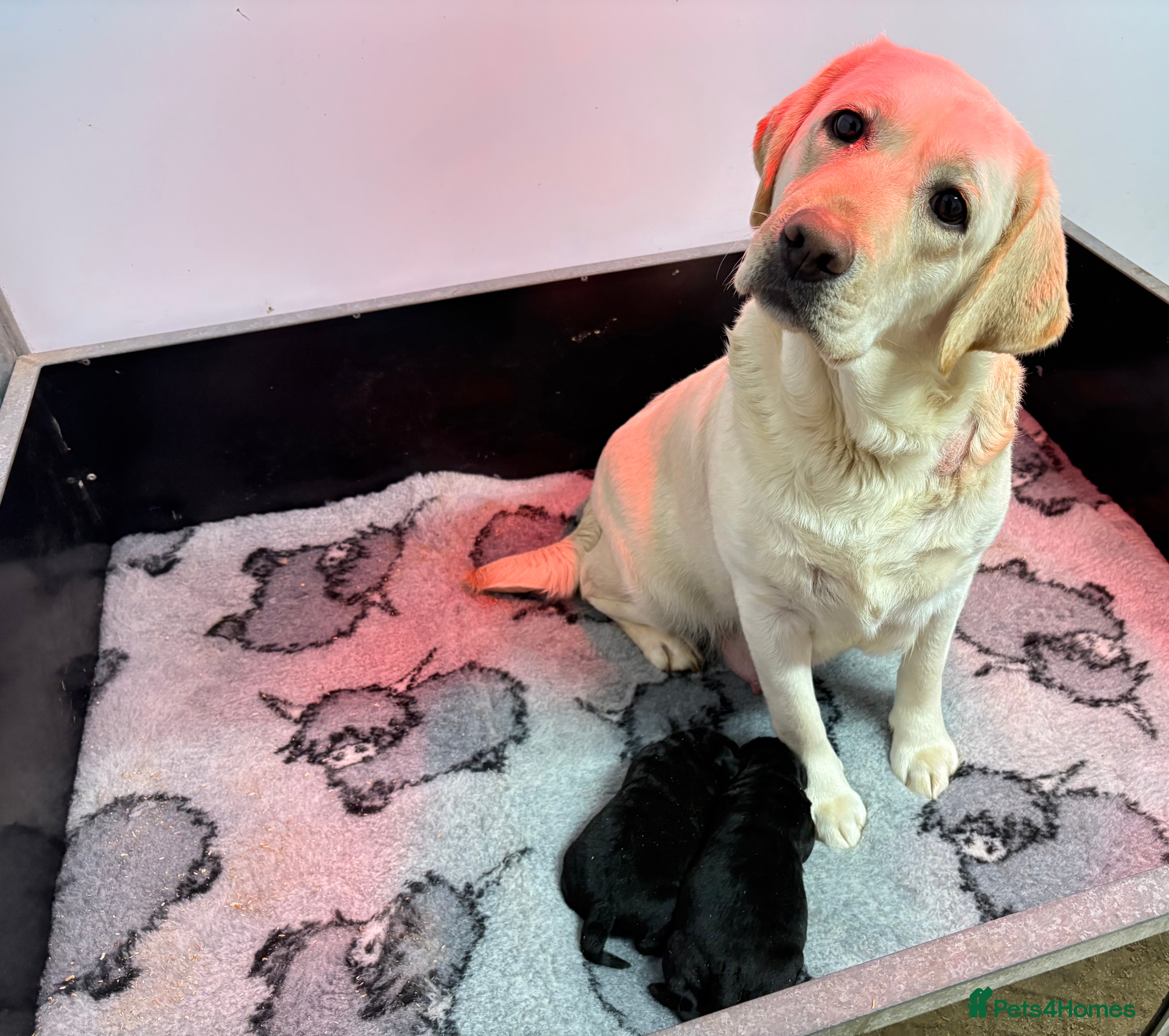 Labrador Retriever dogs KC Labrador Black Bitch  - Advert 6