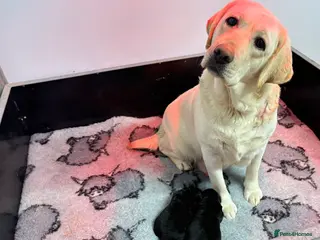 Labrador Retriever dogs KC Labrador Black Bitch - Advert 17