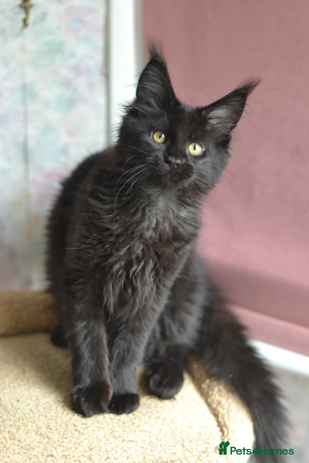 Maine Coon cats for sale: Tica registered Maine Coon Black Boy  - Advert 2