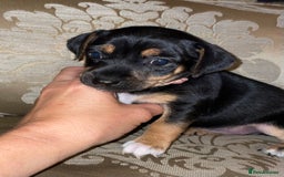 Jack Russell dogs for sale: Miniature jack Russell puppies  in Ashford - Image 1