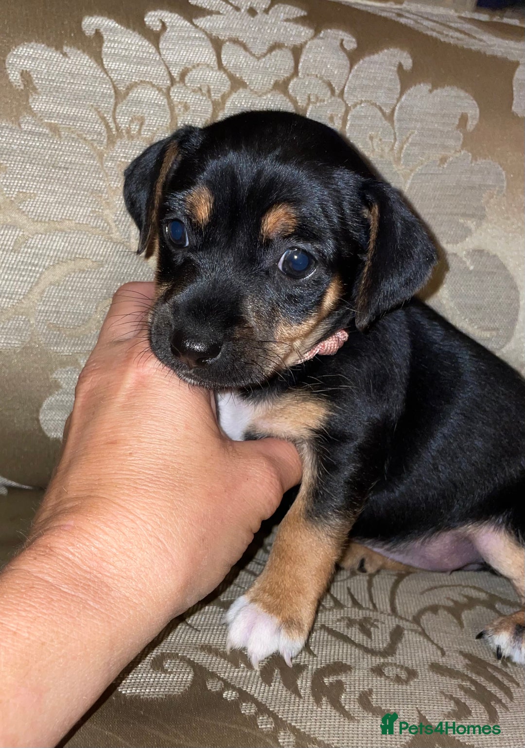 Jack Russell dogs for sale: Miniature jack Russell puppies  in Ashford - Image 1
