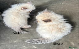 Persian cats for sale: LITTLE PERSIAN KITTENS FOR SALE!!! - Image 11