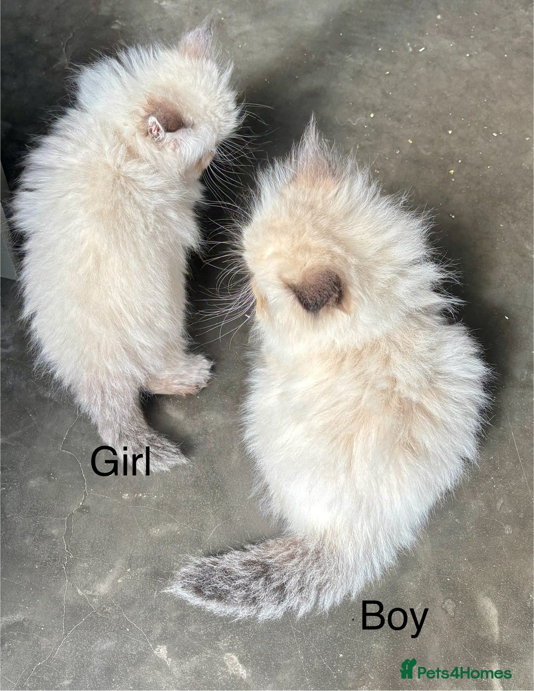 Persian cats for sale: LITTLE PERSIAN KITTENS FOR SALE!!! - Image 11
