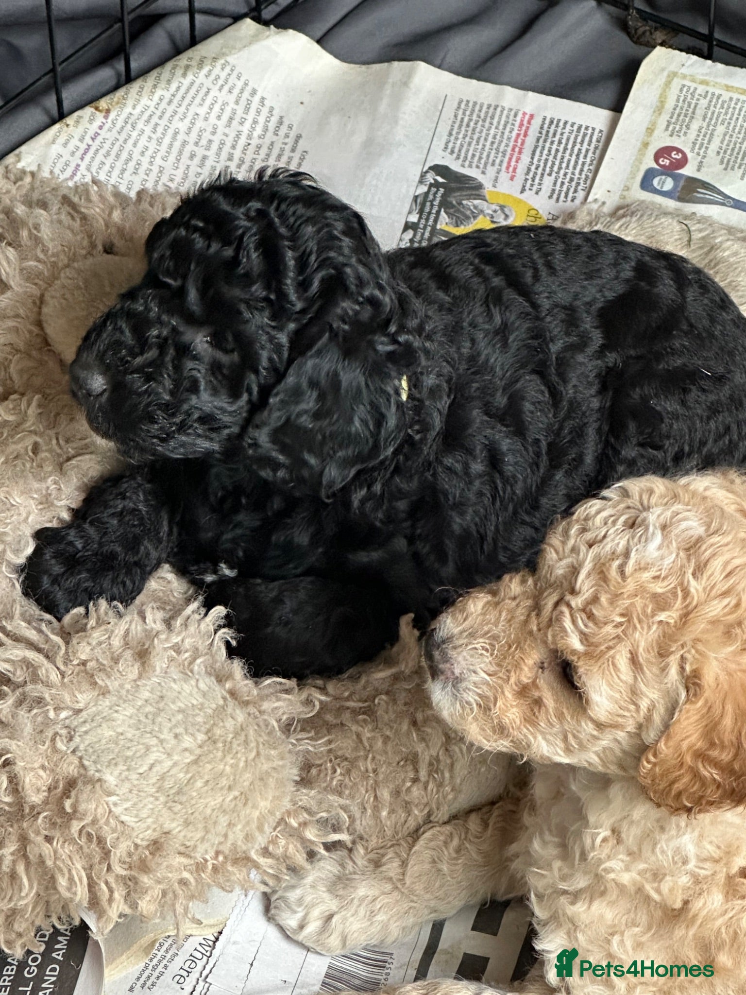 Labradoodle dogs Mini Labradoodle puppy’s  - Advert 1