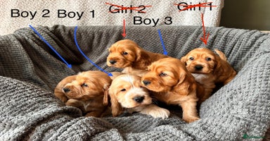 Cocker Spaniel dogs - Advert 1