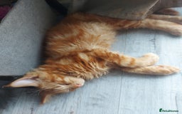 Maine Coon cats for sale: Beautiful XXL Maine-coon kittens 😸 ♥️  - Image 15