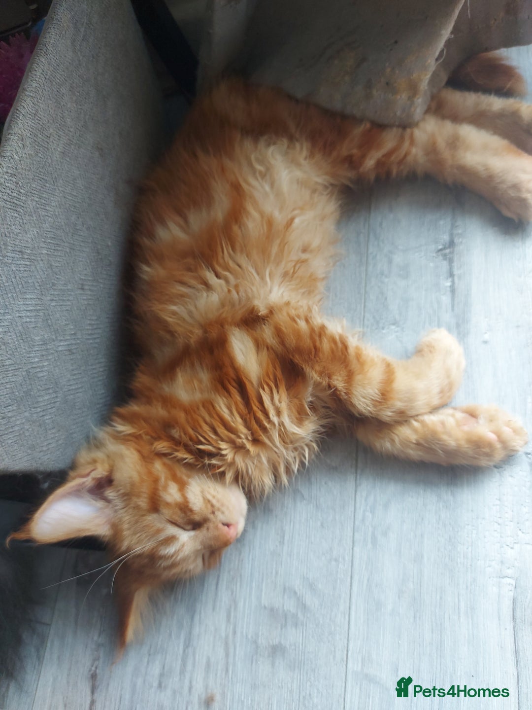 Maine Coon cats for sale: Beautiful XXL Maine-coon kittens 😸 ♥️  - Image 15