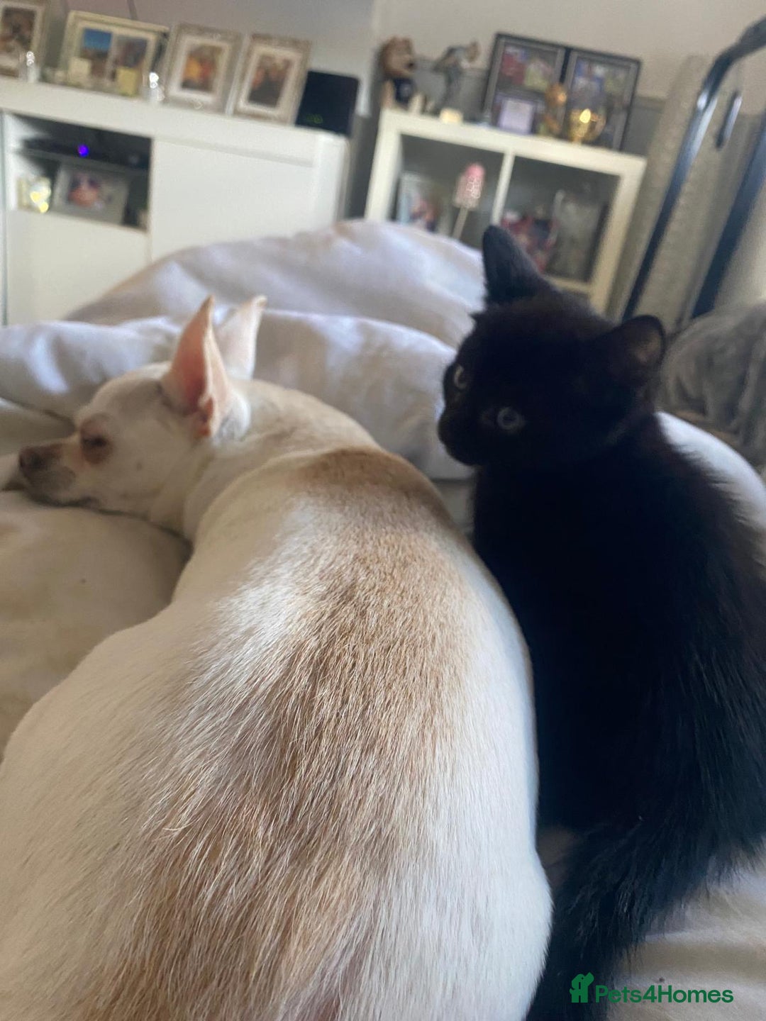 Mixed Breed cats for sale: 2 male 1 female black kitten for sale ready nov1st - Image 6