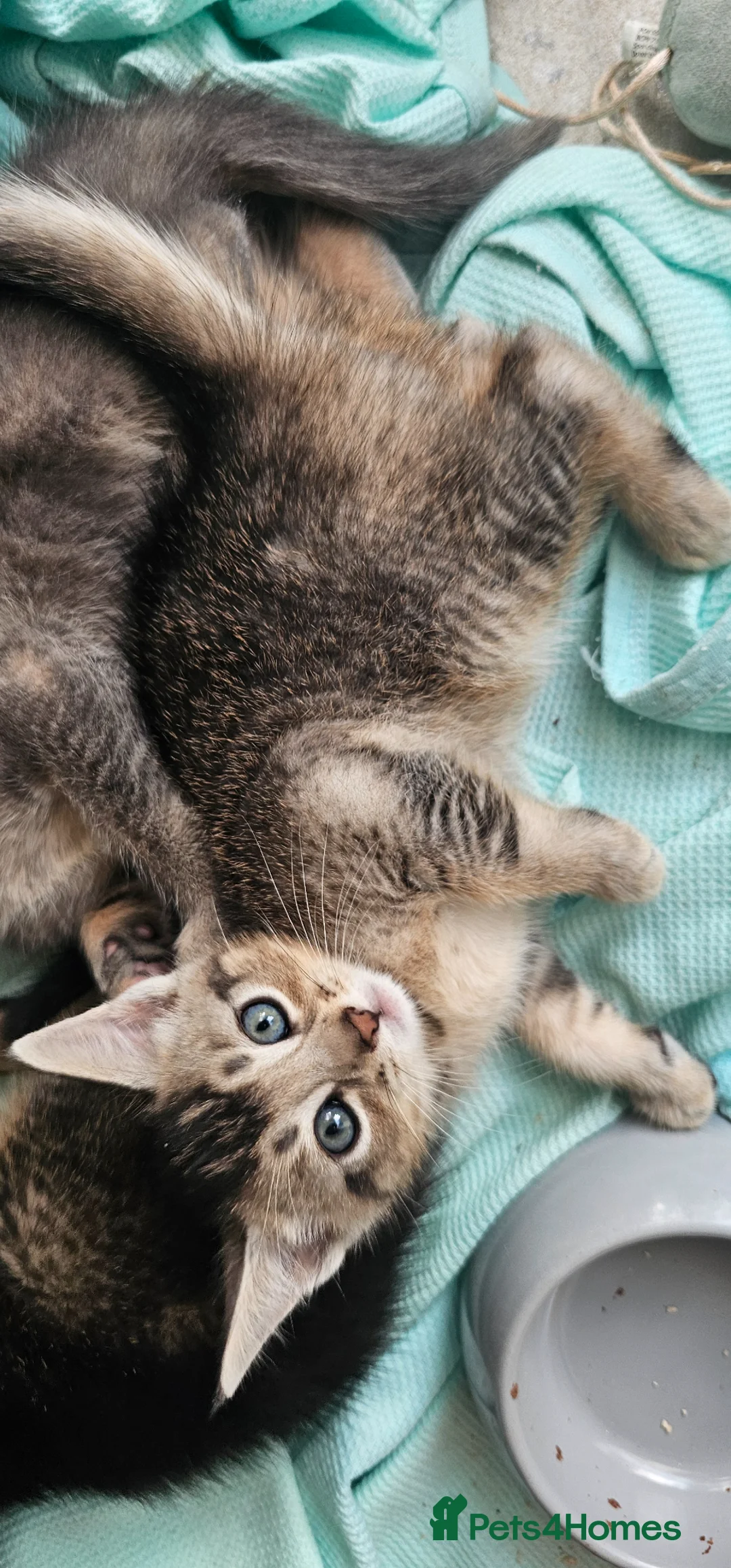 Abyssinian cats for sale: Abyssinian x kittens  - Advert 10
