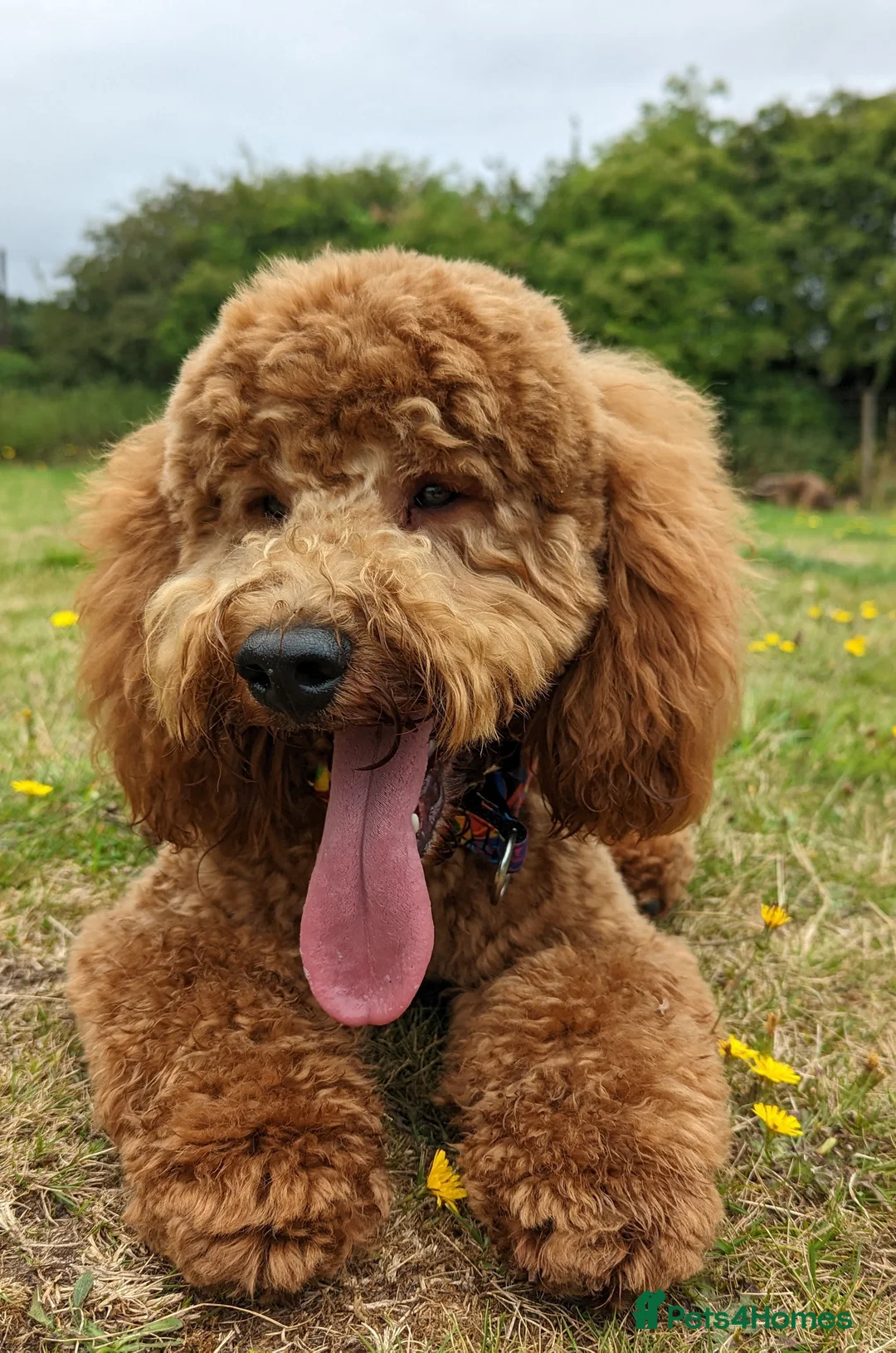 Miniature Poodle dogs for stud: Stunning health tested KC Red Miniature Poodle in Cannock - Advert 2