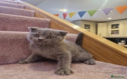 Scottish Fold cats for sale: 1 BSH Boy AVAILABLE. in Sheffield - Image 32