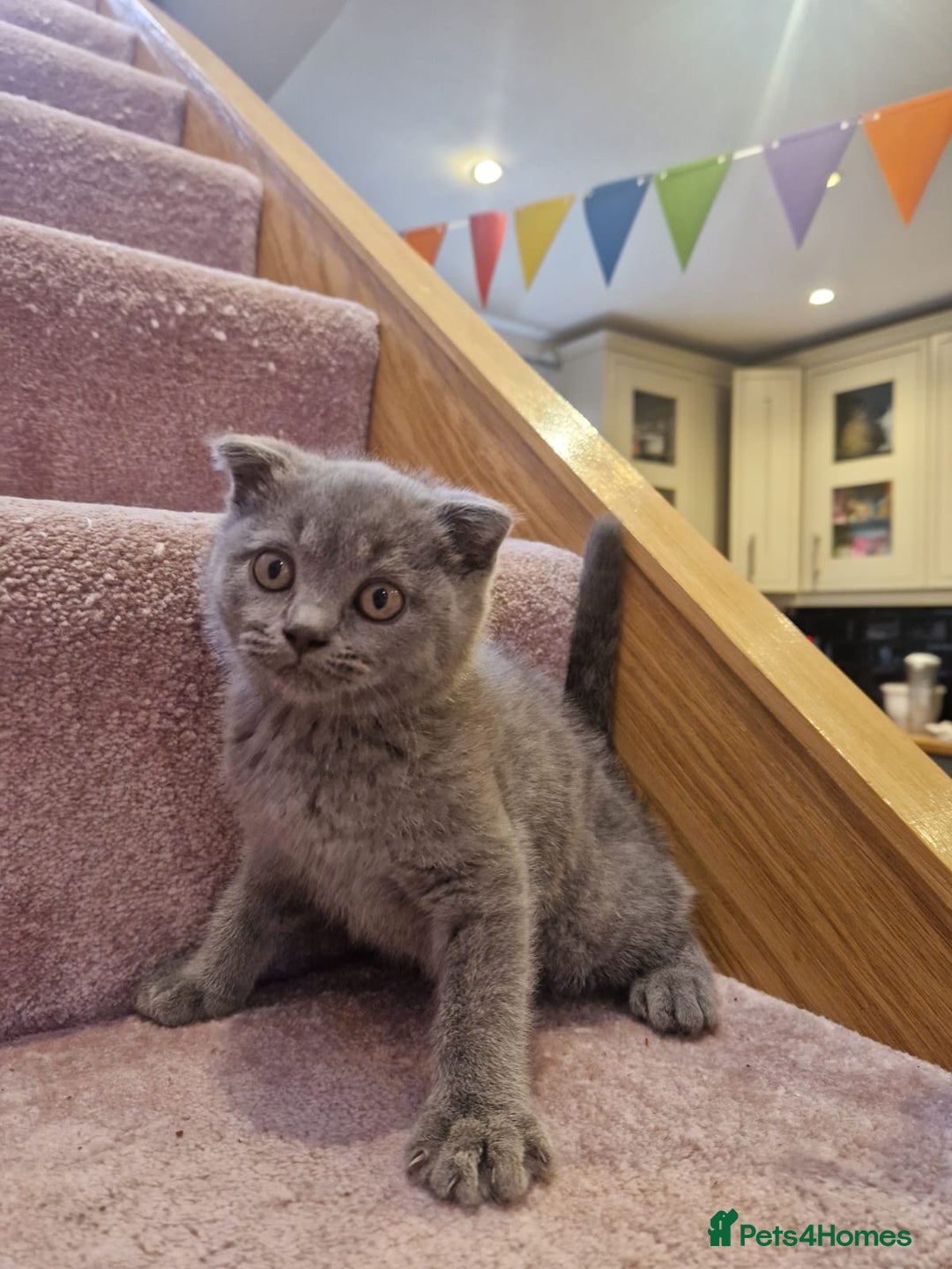 Scottish Fold cats for sale: 1 BSH Boy AVAILABLE. in Sheffield - Image 32
