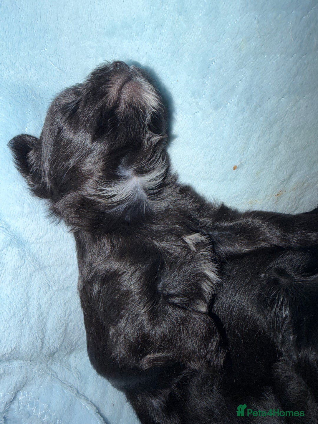 Yorkshire Terrier dogs for sale: For sale Tiny Yorkshire Terrier - Advert 13