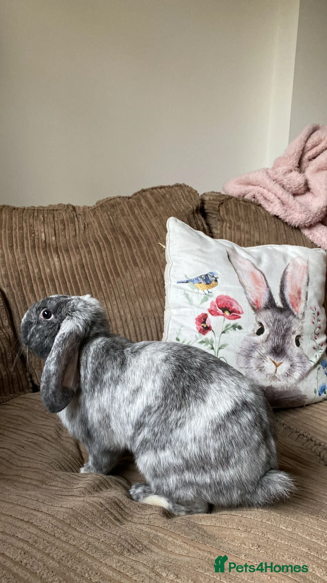 Mixed Breed rabbits for sale: Loving Indoor Rabbit Looking for Forever Home in Chester - Advert 2