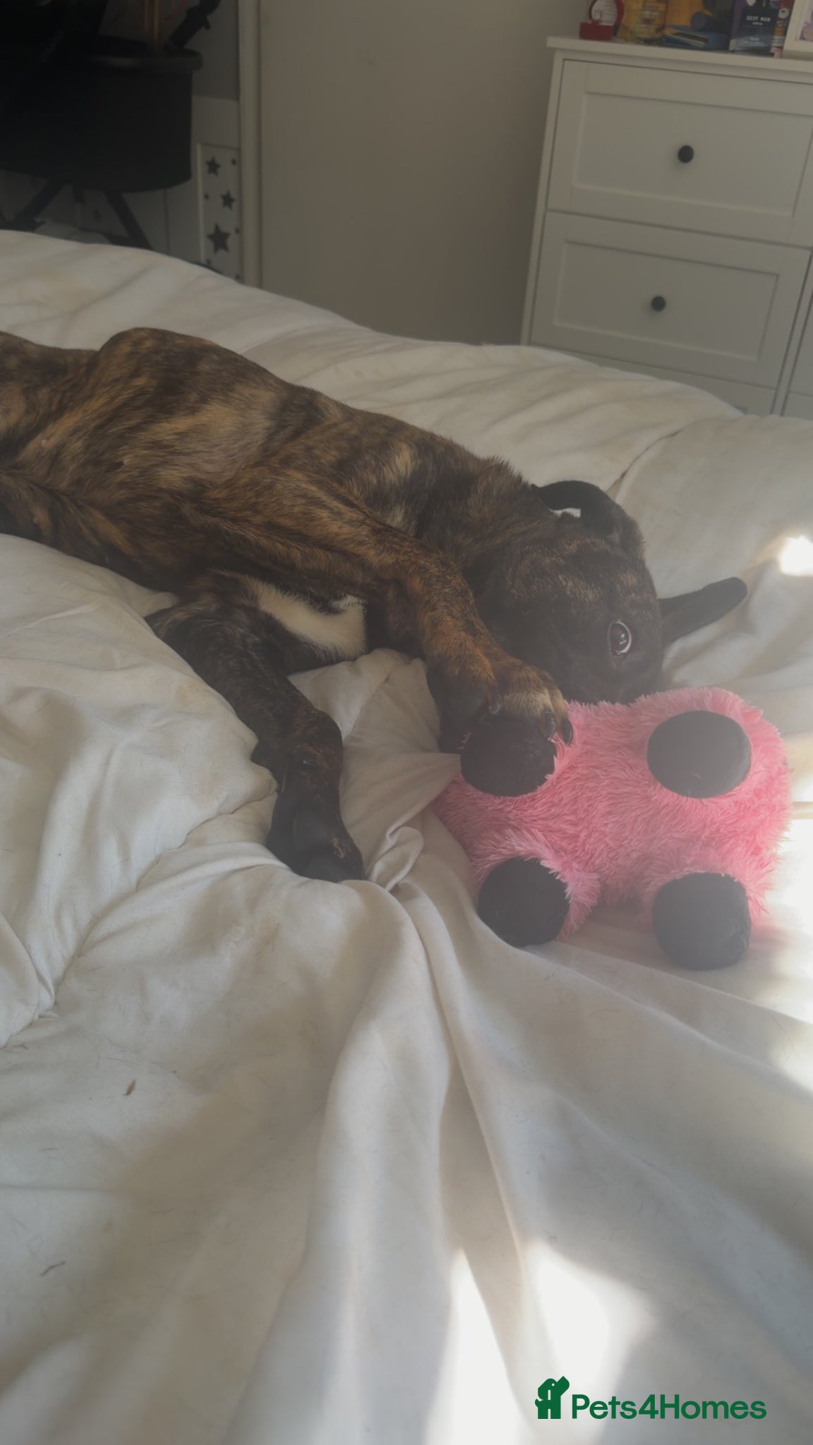 Mixed Breed dogs for sale: 11 month old Cane Corso x Presa Canario for sale in Telford - Advert 4