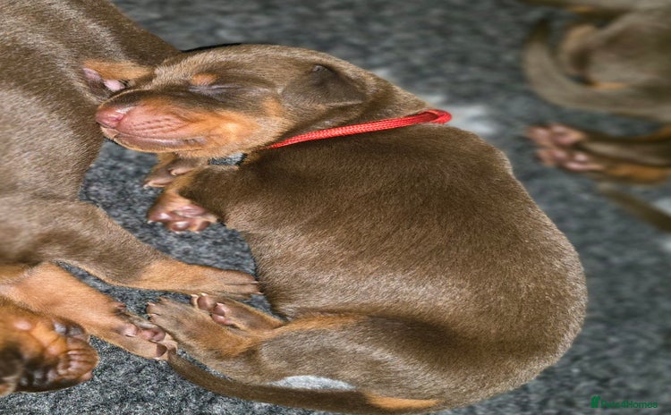 Dobermann dogs - Advert 2