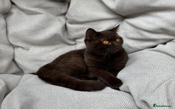 British Shorthair cats for sale: British Shorthair Chunky kittens - Image 26