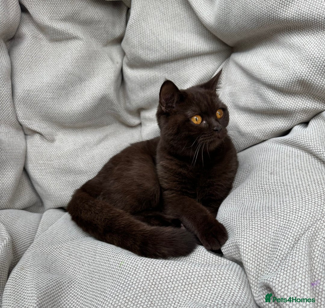 British Shorthair cats for sale: British Shorthair Chunky kittens - Image 26