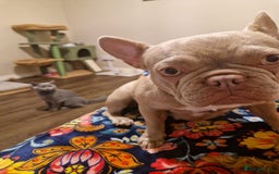 French Bulldog dogs for sale: Prada tiny Kc female new shade Isabella  - Image 1