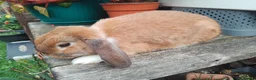 Mini Lop rabbits for sale: Pretty (Mostly) Female Minilop and Dwarf Lop - Advert 10