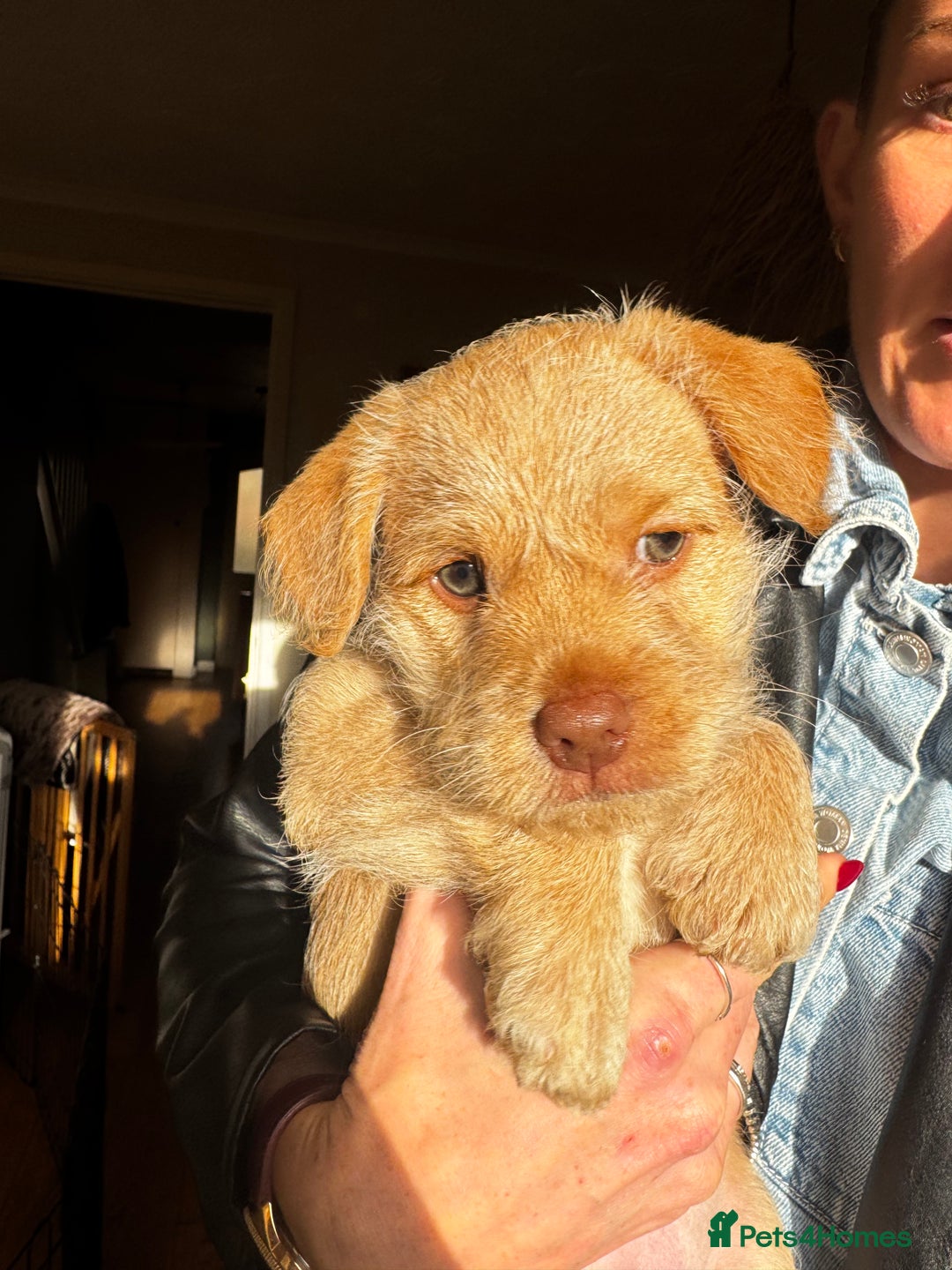 Mixed Breed dogs for sale: One little blonde green eyed baby girl left! - Advert 2