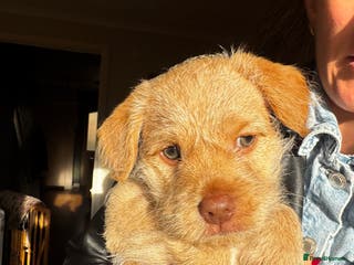 Mixed Breed dogs One little blonde green eyed baby girl left! - Advert 5