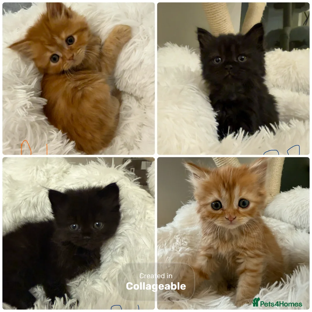 Mixed Breed cats for sale: Long haired Himalayan cross kittens - Advert 1